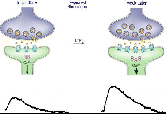 Long Term Potentiation In A Sentence